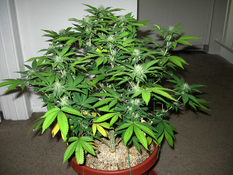 Marijuana Plants Benefits in Medical Use